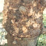 Turunçgillerde Kavlama Virüsü Belirtileri, Nedenleri Ve Mücadelesi