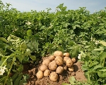 Patates Gübreleme | Verimli Patates Yetiştiriciliği İçin Tavsiyeleri