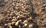 Patates Yetiştiriciliğinde Gübreleme Programı Nasıl Olmalıdır?