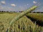 Tritikale Yetiştiriciliği Nasıl Yapılır?