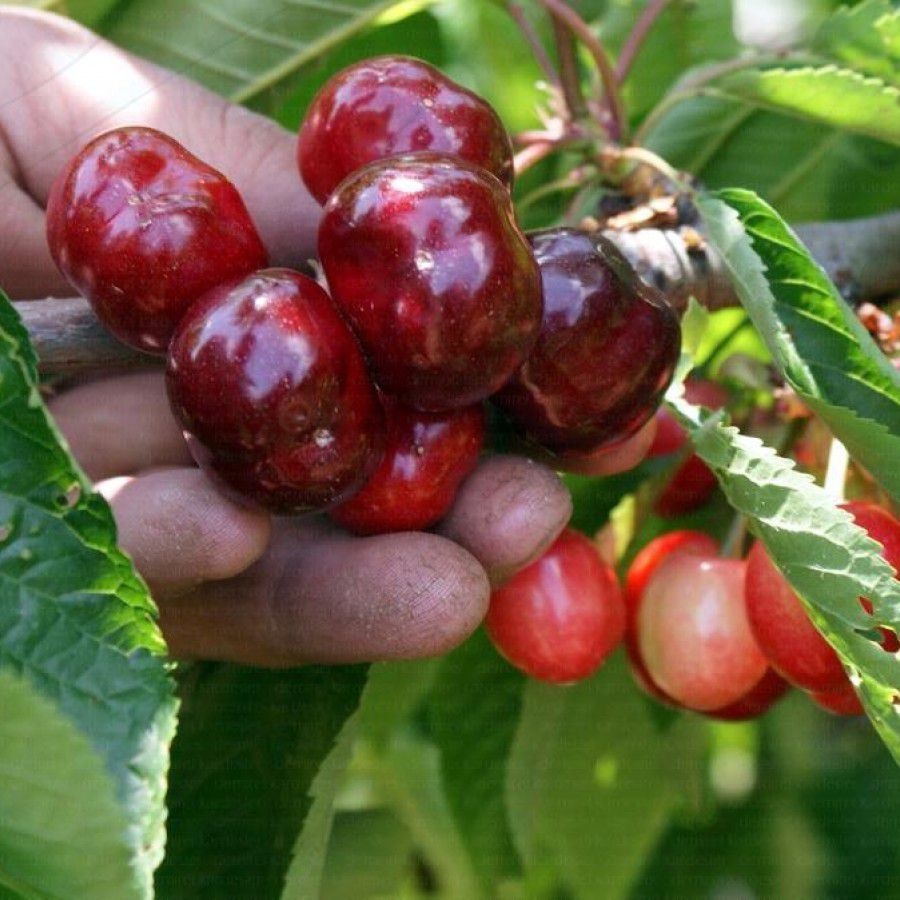 Early Lory Kiraz Çeşidi Ve Özellikleri