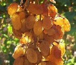 Kızıl Yanıklık Hastalığı Belirtileri, Nedenleri Ve Mücadele