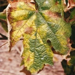 Kızıl Yanıklık Hastalığı Belirtileri, Nedenleri Ve Mücadele