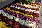 Kasımpatı Çiçeği Yetiştiriciliği Püf Noktaları Nelerdir?