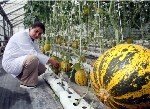 Topraksız Tarım Şekilleri Nelerdir?