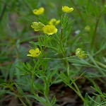 Düğün Çiçeği Nedir? (Ranunculus Arvensis)
