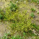 Düğün Çiçeği Otu Nedir?