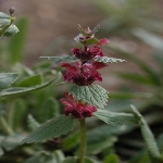 Doğu Ballıbabası Nedir? (Wiedemannia Orientalis)