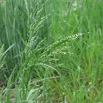 Ballıbaba Otu Nedir? Ballıbaba Otu Nedir?