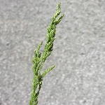 Ballıbaba Otu Nedir? Ballıbaba Otu Nedir?