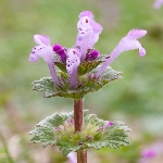 Adi Salkım Otu Nedir?