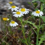 Hakiki Papatya Otu Nedir?