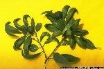 Satsuma Cüceleşme Virüsü Belirtileri, Nedenleri Ve Mücadele Yöntemleri