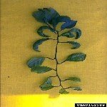 Satsuma Cceleme Virs (Satsuma Dwarf Nepovrus (sdv))