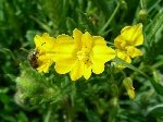 Boynuzlu Kimyon (Bunium Persicum) Nedir? Özellikleri Ve Kullanımı