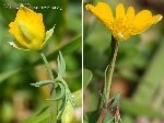 Boynuzlu Kimyon (Bunium Persicum) Nedir? Özellikleri Ve Kullanımı