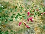 Deve Dikeni (Onopordum Acanthium) Nedir? Özellikleri Ve Faydaları