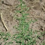 Deve Dikeni (Onopordum Acanthium) Nedir? Özellikleri Ve Faydaları