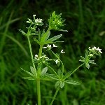 Yabani Yoğurt Otu (Sideritis Montana) Nedir? Özellikleri Ve Faydaları Yabani Yoğurt Otu (Sideritis Montana) Nedir? Özellikleri Ve Faydaları