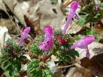 Büyük Dişli Ballıbaba (Pulmonaria Officinalis) Nedir?