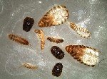 Khapra Böceği Nedir? Belirtileri, Nedenleri Ve Mücadelesi