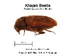 Khapra Böceği Nedir? Belirtileri, Nedenleri Ve Mücadelesi