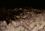 Akıntı Hastalığı (Pythium Spp) Nedir?