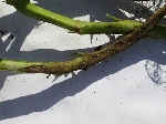 Rhizoctonia Kanseri Nedir?