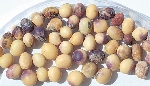 Cercospora Yaprak Lekesi Nedir?