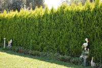 Limon Servi Ağacı Bakımı, Kokusu Ve Peyzajda Kullanımı