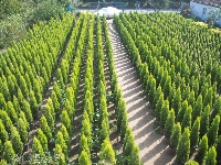 Limon Servi Ağacı Bakımı, Kokusu Ve Peyzajda Kullanımı