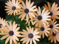 Bodrum Papatyası (Osteospermum): Bakımı Ve Özellikleri