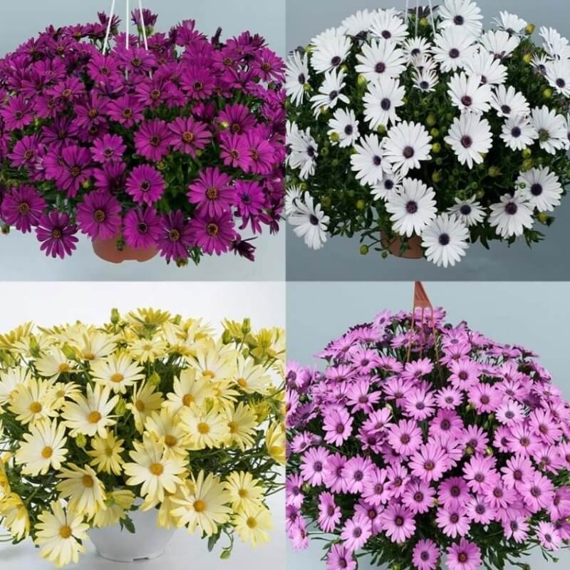 Bodrum Papatyası (Osteospermum): Bakımı Ve Özellikleri