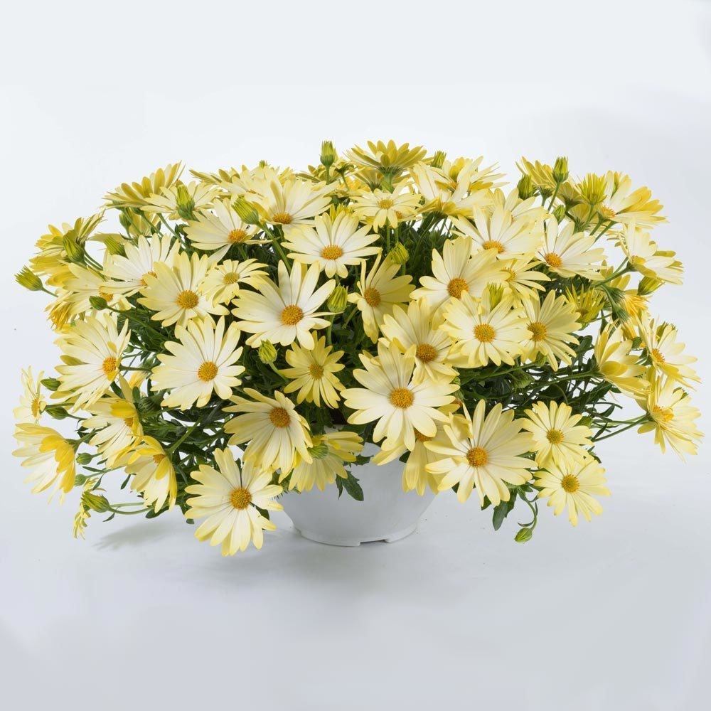 Bodrum Papatyası (Osteospermum): Bakımı Ve Özellikleri