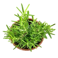 Biberiye Bitkisi (Salvia Rosmarinus): Bakımı Ve Özellikleri