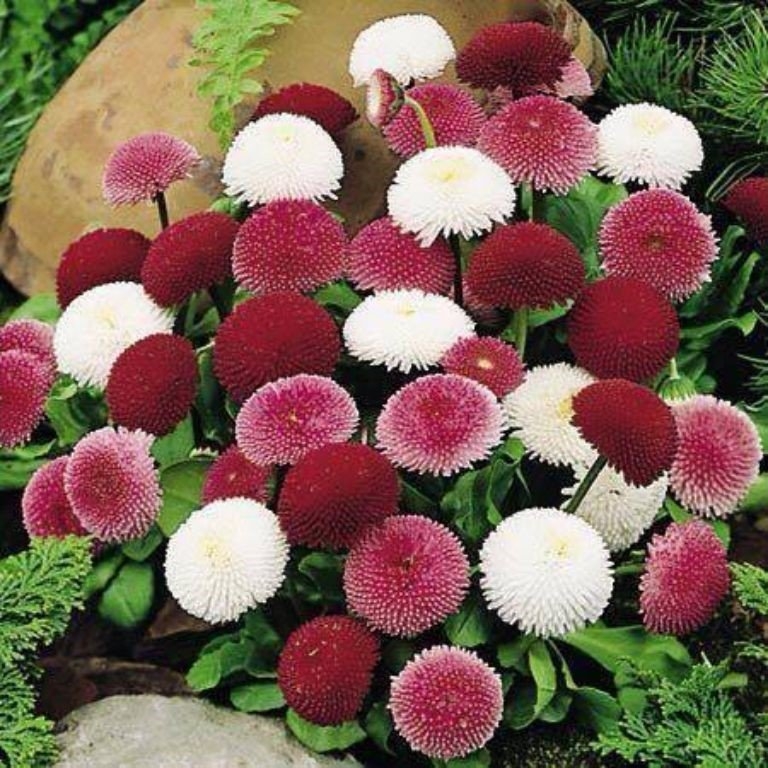 Bellis Çiçeği (Bellis Perennis): Bakımı Ve Özellikleri