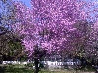 Erguvan Ağacı