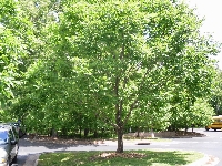 Dişbudak Ağacı