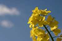 Kanola Gübrelemesi Nasıl Yapılır?