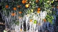 Bitkilerde Don Stresi Nedir?