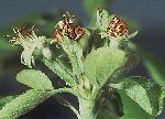 Elma Göz Kurdu (Anthonomus Spp.) Zararlısı