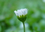 Koyungözü Nedir? (Bellis Perennis)