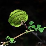 Düğmeli Yonca (Medicago Polymorpha) Nedir?