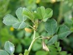 Düğmeli Yonca (Medicago Polymorpha) Nedir?