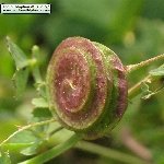 Düğmeli Yonca (Medicago Polymorpha) Nedir?
