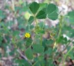 Düğmeli Yonca (Medicago Polymorpha) Nedir?