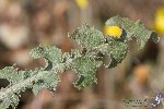 Aslan Dişi (Acanthus Mollis) Nedir? Özellikleri Ve Kullanım Alanları