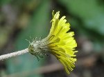 Aslan Dişi (Acanthus Mollis) Nedir? Özellikleri Ve Kullanım Alanları