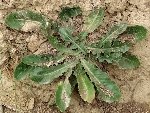 Aslan Dişi (Acanthus Mollis) Nedir? Özellikleri Ve Kullanım Alanları