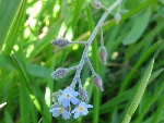 Unutma Beni Çiçeği (Myosotis) Nedir? Özellikleri Ve Kullanım Alanları